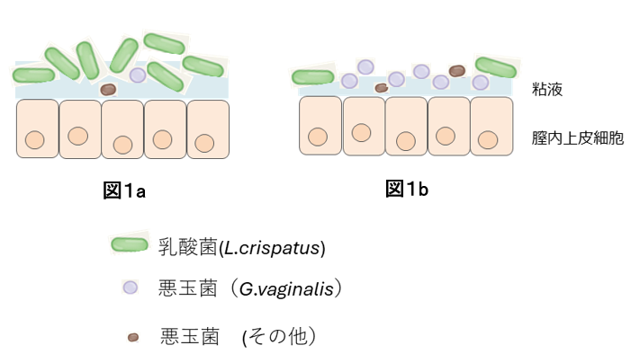 レスポンシブ画像