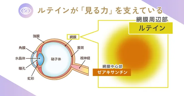 レスポンシブ画像